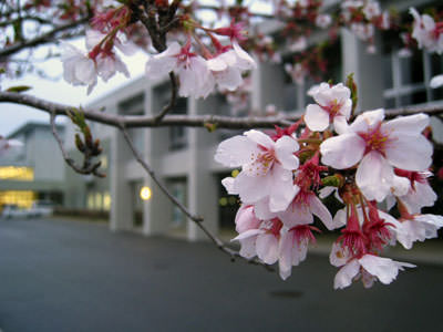 広島県立広島高等学校 茶華道部