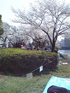 090408hanami1.JPG