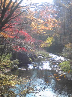 20091109MOMIJI.jpg