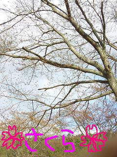 20100329sakura.jpg