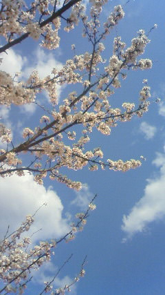 20100406sakura.jpg