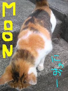 20100623cat.jpg