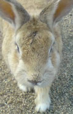 超絶かわいぃうさぎはどこにおるん？