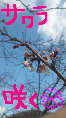 20110125sakura.jpg