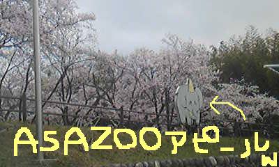 桜便り＊～ＡＳＡＺＯＯ～