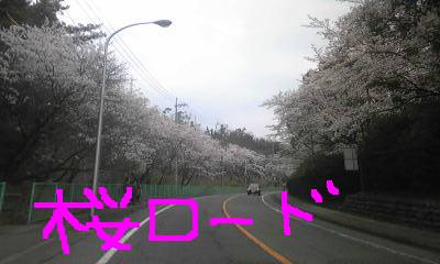 20110411sakuraroad.jpg