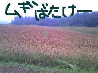 20110611mugibatake.jpg