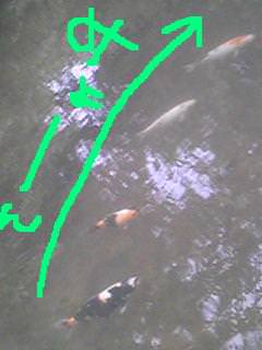 20110621carp.jpg