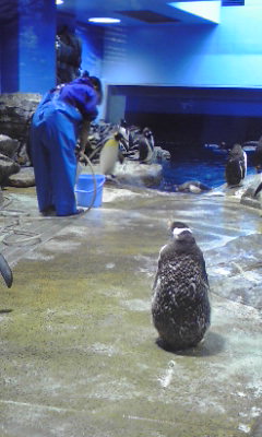 20110823penguin.jpg