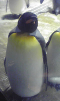 20110823penguin2.jpg