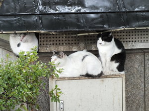 ねこ３ｓ.JPG