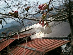 花見した？