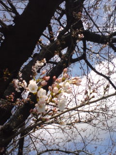 080331_sakura.jpg