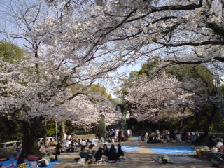 080406_ohanami.jpg