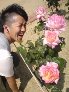 080517_box-rose.jpg