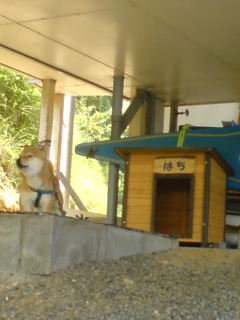 080723_hachi.jpg