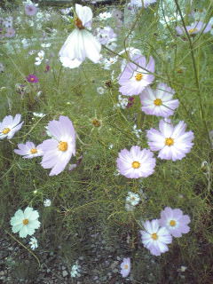 080926_cosmos.jpg