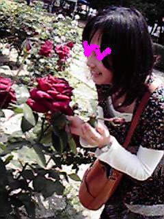 20080517-ha-rose.jpg