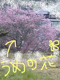 20090309ume.jpg