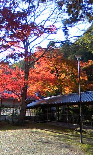 アヤノン紅葉レポ☆