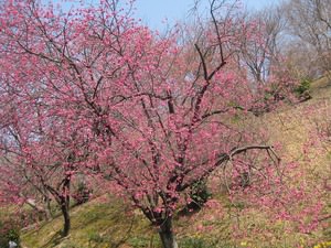 広島市植物公園の桜たち☆