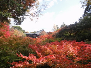 121119ayanonkyoto3.JPG