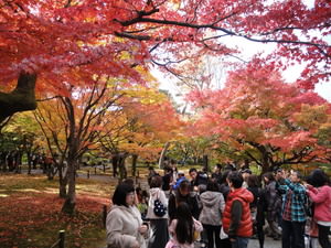 121119ayanonkyoto4.JPG