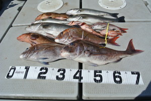 130517fish20.JPG