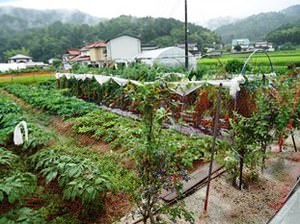 2014.08.08仲田屋（野菜畑）.jpg