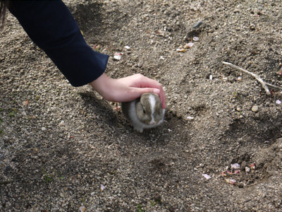 20150414大久野島03.jpg