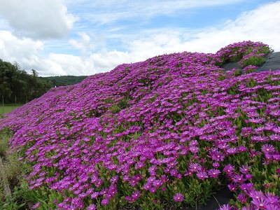 食協 田植え体験ツアー