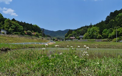 山本三季雄☆田植え体験☆