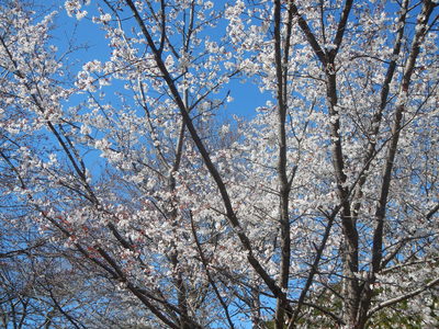 3月25日(水)もしもしWEATHER通信