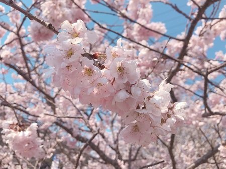 話題の桜はこちら♡