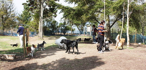 今週は、ペットと一緒に楽しめる公園！ 『 ひろしま遊学の森 』に行く！？